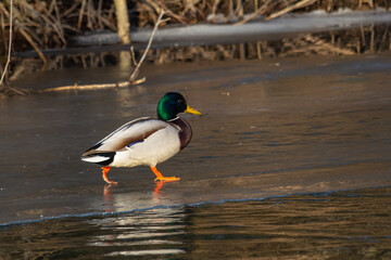 Mallard duck walking along the icy edge of a pond in early morning light during winter in a serene natural habitat