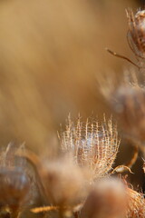 Close-up of dry wildflower skeletons isolated against a soft dreamy background. 