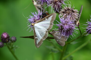Schmetterling auf einer Blüte