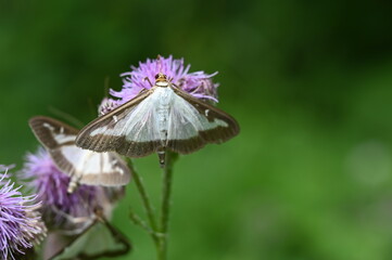 Schmetterling auf einer Blüte