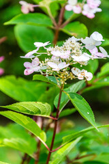 Hydrangea paniculata pertenece a la familia de Hydrangeaceae.
