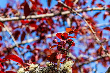 Prunus cerasifera pertenece a la familia de Rosaceae.