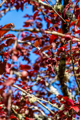 Prunus cerasifera pertenece a la familia de Rosaceae.