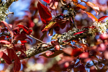 Prunus cerasifera pertenece a la familia de Rosaceae.