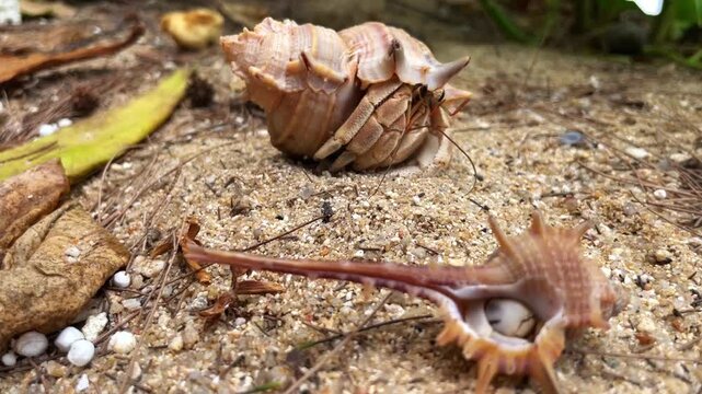 Several hermit crabs sit in Murex trapa shells on a sandy beach. One large crab in the background emerges from under the shell and walks away.