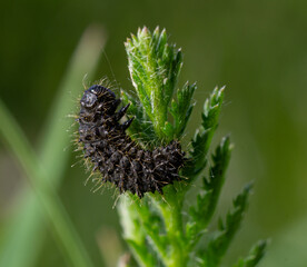 Tansy leaf beetle larva observed on a green plant stem showcasing its distinctive black coloration and spiny texture in a natural environment