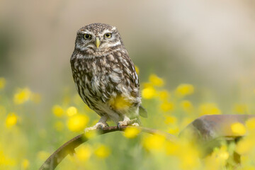 Beautiful Little owl (Athene noctua) in spring meadow with blooming yellow flowers and clear background. Gelderland in the Netherlands.          