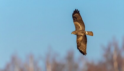 Fototapeta premium A Majestic Hawk Soars Gracefully Through The Clear Blue Sky, Showcasing Its Wingspan And Freedom, A Stunning Display Of Nature S Beauty. With Comprehensive Details And Informative Content