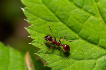 Close-up view of a red ant climbing on a vibrant green leaf in a natural setting during daylight hours