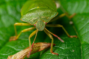 Close-up of a vibrant green bug resting on a leaf in a natural setting during daytime