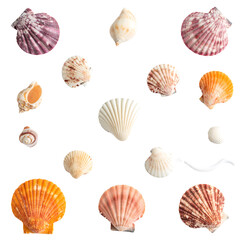 Assorted Seashells Collection of Various Shapes and Colors on transparent background