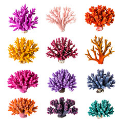 Vivid corals collection in various colors on transparent background