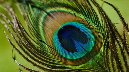 Obraz premium Detailed close up of a single peacock feather with vibrant eye pattern.