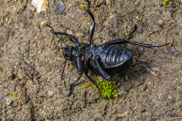Fototapeta premium Giant black insect crawling on the earthy ground showcasing its intricate body structure in a natural environment during daylight
