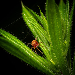 Observation of Nigma flavescens a small yellow mesh-web spider weaving its delicate web in a lush green environment during daylight hours