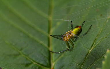 Bright green Araniella opisthographa spider weaving its intricate web on a lush green leaf in a natural habitat during daylight hours