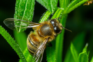 Close up of a honey bee on green leaves during daylight in a thriving garden environment showing intricate details of the bee's body