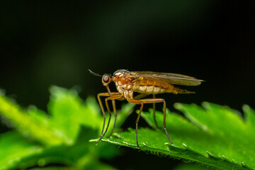 Dance fly rests on a green leaf in a forest under soft sunlight highlighting its predatory features