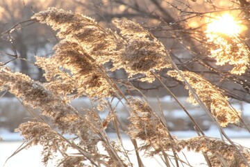 Obraz premium Winter reeds bathed in golden sunlight