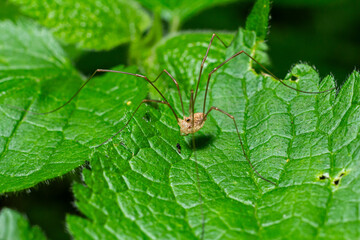 Rilaena triangularis the common harvestman rests on a green leaf in a forest setting showcasing its long legs and unique body structure