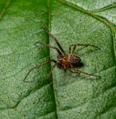 Philodromidae spider spotted on green leaf in natural habitat during daylight hours