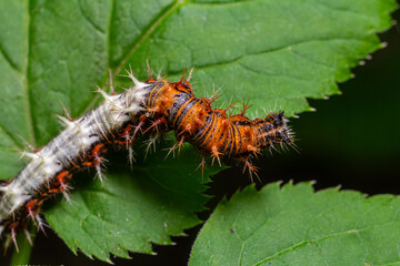 Comma butterfly caterpillar Polygonia c-album resting on green leaves during early morning sunlight