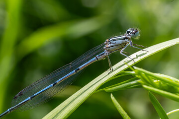 Fototapeta premium Azure Damselfly perched on green leaf showing intricate wing details during sunny afternoon near a pond