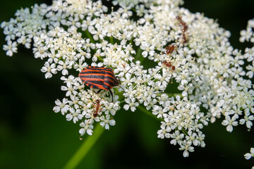 Striped bug Graphosoma lineatum resting on small white flowers while ants wander around in a vibrant summer garden