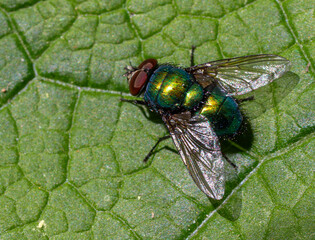 Common green bottle fly Lucilia sericata resting on a green leaf in a sunny garden during springtime showcasing its vibrant coloration
