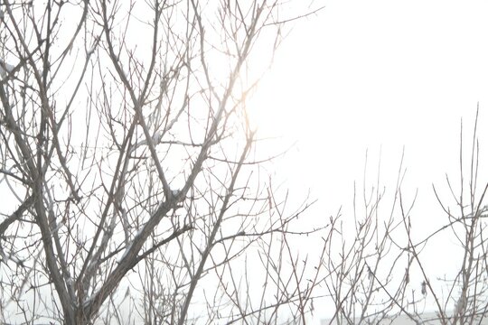 Bare winter branches covered in light snow, sun shining through