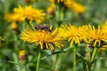 European honey bee collects nectar from vibrant elecampane flowers in a sunlit meadow during the...
