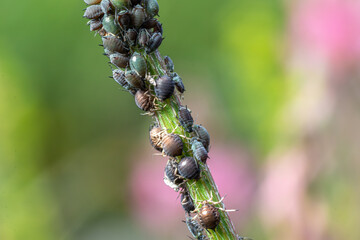 Large group of aphids clustered on a green stem with blurred colorful background revealing natural...