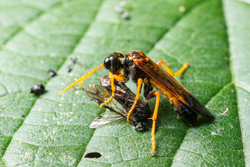 Cimbex quadrimaculatus Four-spotted Sawfly feeding on prey on a green leaf during midday in a forested habitat