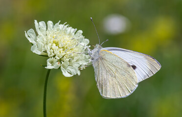 Large White butterfly perched on a delicate flower during a sunny day in a meadow