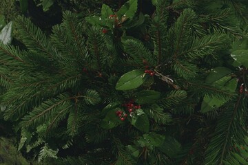 Close-up of lush greenery with red berries
