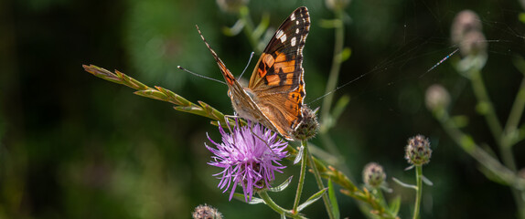 Colorful Painted Lady butterfly resting on a vibrant purple thistle flower in a sunny garden during late spring