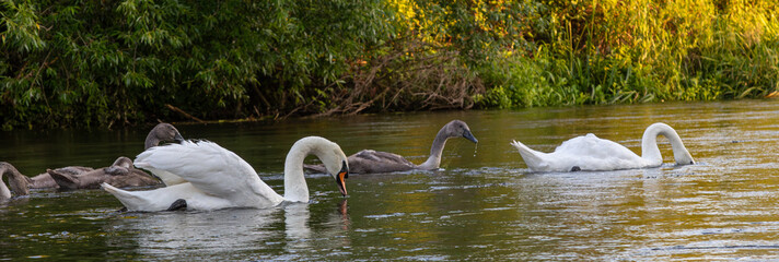 Mute swans swim gracefully on a tranquil river during sunset surrounded by lush greenery