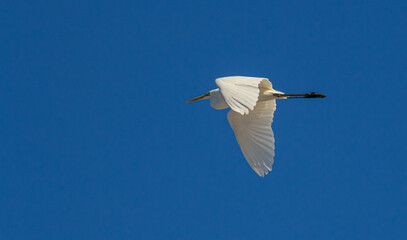 A great white egret in flight. Common egret on air. White heron on the fly. heron isolated on blue...