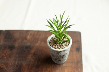small succulent plant with green leaves in pot on wooden plate, botanical background