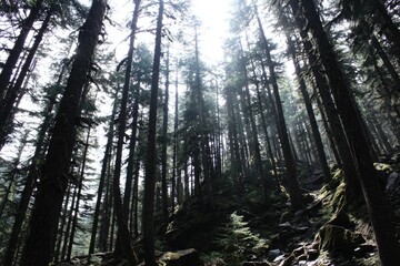 Obraz premium Dense forest canopy, sunlight filtering through tall trees