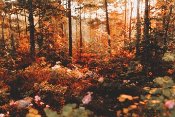 Obraz premium Autumnal forest floor bathed in golden sunlight