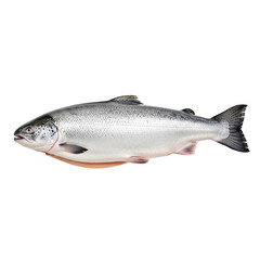 Obraz premium Fresh whole salmon with silver skin scales visible, isolated on pure white background, studio lighting