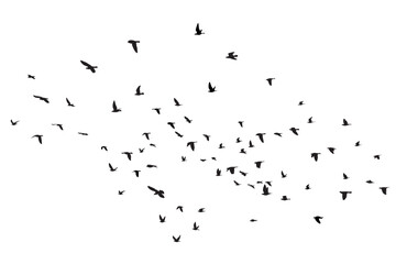 Silhouette of flying birds isolated on white background