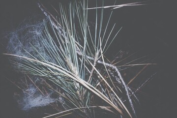 Obraz premium Close-up of pine branches and spiderwebs in muted tones