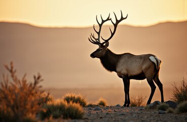Obraz premium Majestic stag standing in a natural landscape at sunset