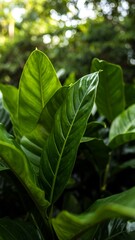 Obraz premium Lush green tropical leaves