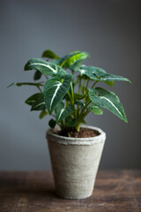 green plant in a pot, botanical background, background with plants