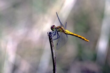 dragonfly on a branch