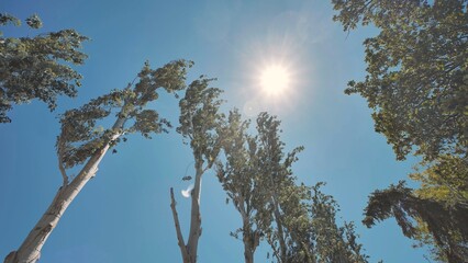 Wind blowing trees under bright sun in Crimea