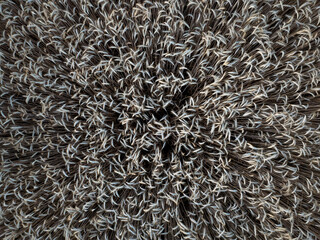 Aerial view of a wheat field forming mesmerizing concentric circles, showcasing the patterns of agriculture in the countryside near iffezheim, Germany